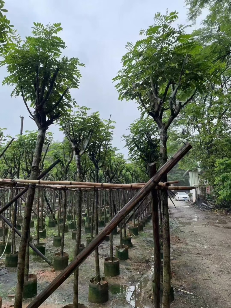 出售黄槐3-5公分，基地直销