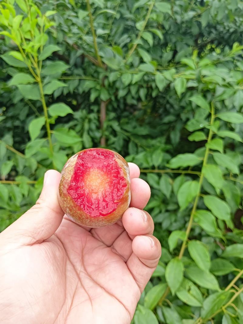 翁源三华李爽甜多汁，果园直销欢迎订购