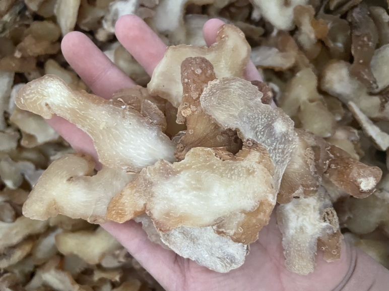 中国地图上标注黄精与熟地黄主要产区:黄精主产区用绿色标记,包括湖南新宁、江西婺源、浙江丽水;熟地黄原料地黄主产区用红色标记,集中于河南焦作地区的温县、武陟、博爱三县。附有气候带图例与土壤类型说明 道地产区地理分布图