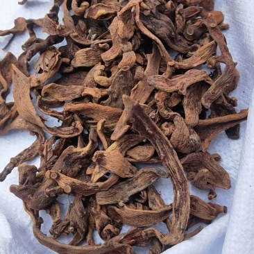 骨碎补