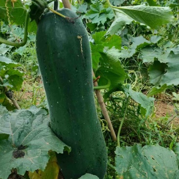 黑皮吊冬瓜糖厂大量接单