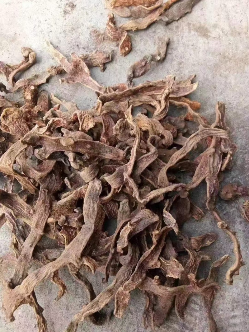 骨碎补