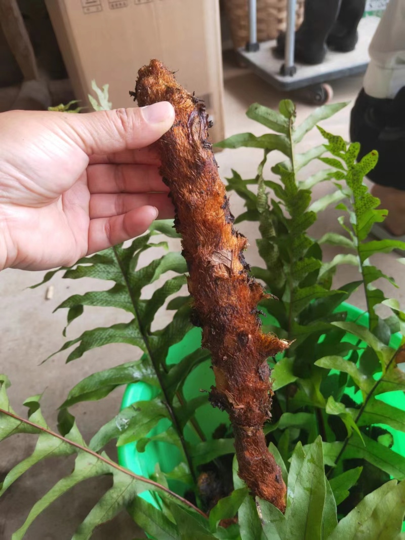 骨碎补