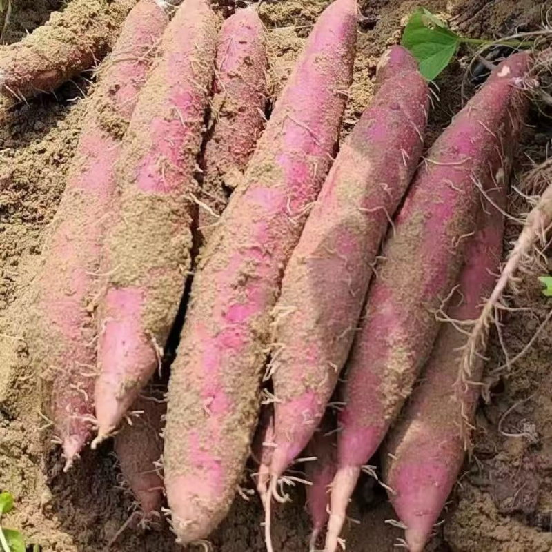 大荔县沙地种植板栗红薯红皮红肉蛋黄心粉面香甜