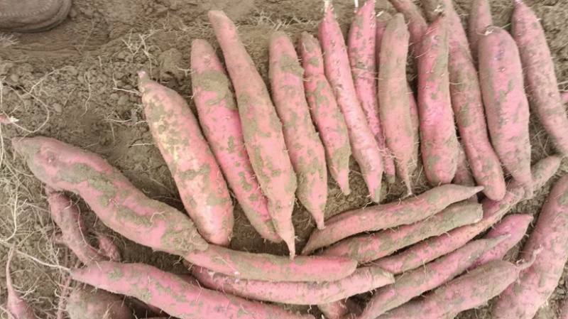 大荔县沙地种植板栗红薯红皮红肉蛋黄心粉面香甜