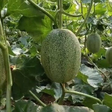 晓蜜25