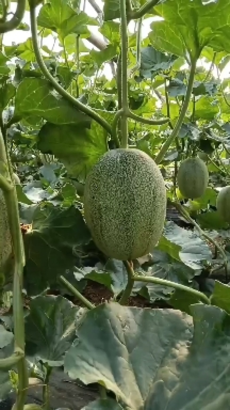 晓蜜25