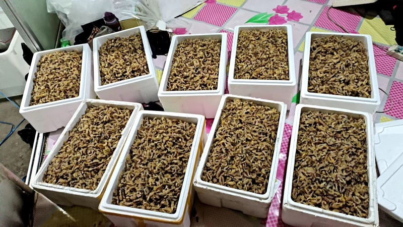 常年批发林蛙干