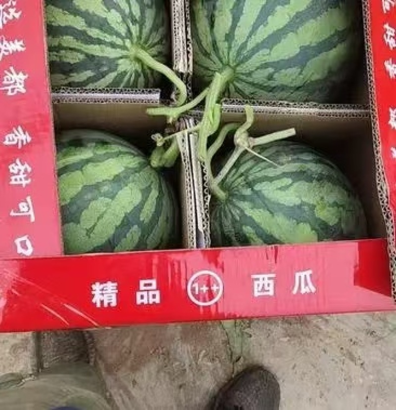 河南开封通许县陆地有籽美都大量上市