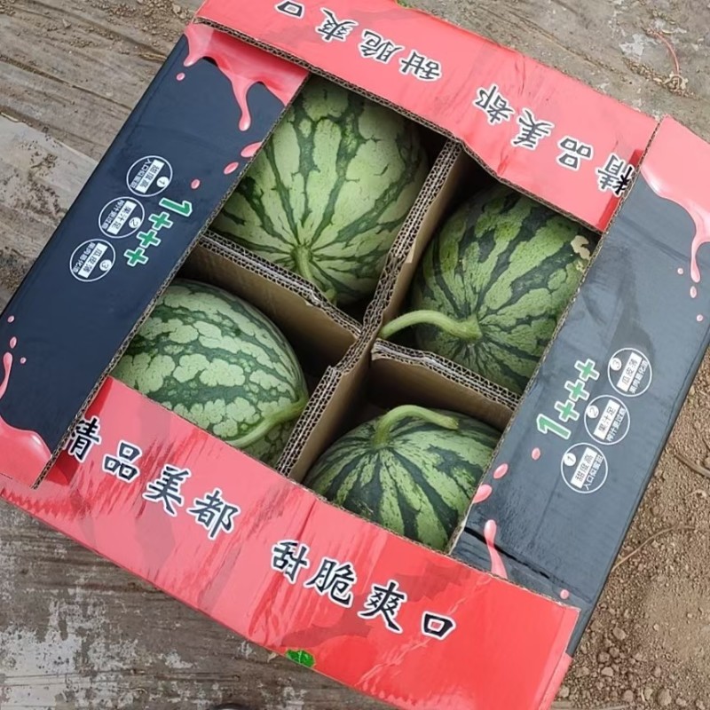 河南开封通许县陆地有籽美都大量上市
