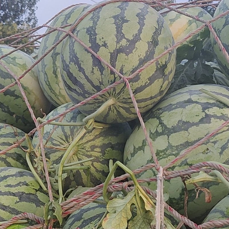 河南开封通许县陆地有籽美都大量上市