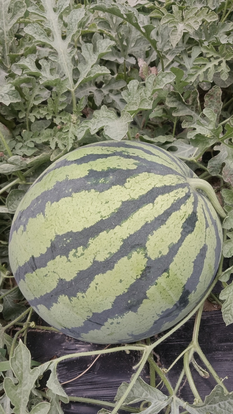 河南开封通许县陆地有籽美都大量上市