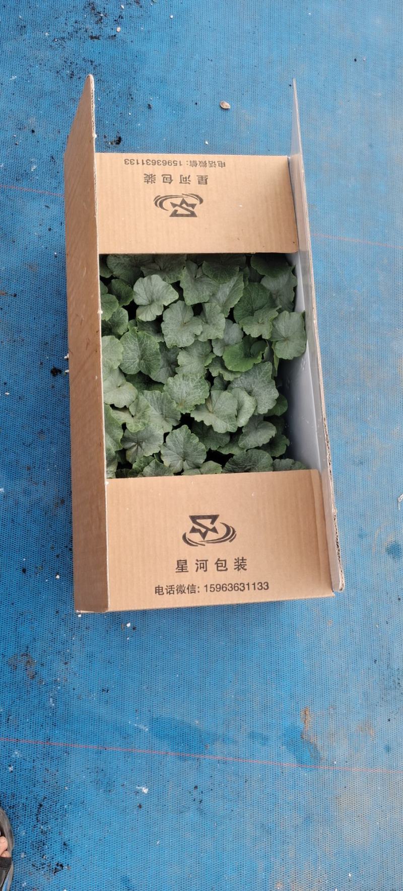 南瓜苗