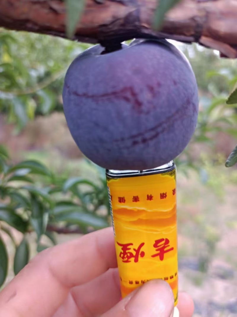 云南五月翠又来咯