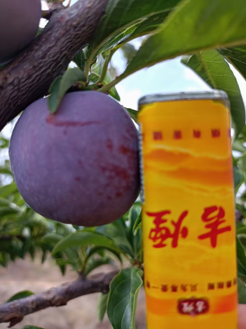 云南五月翠又来咯