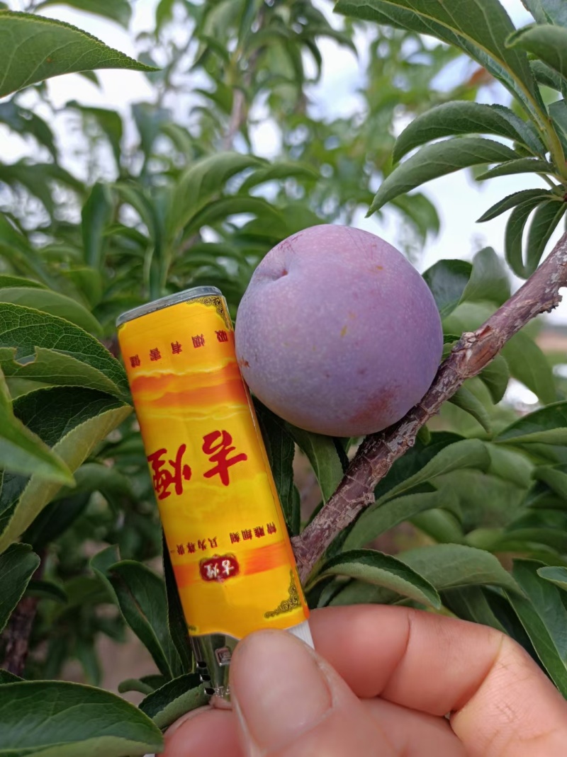 云南五月翠又来咯