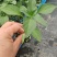 黄线椒苗