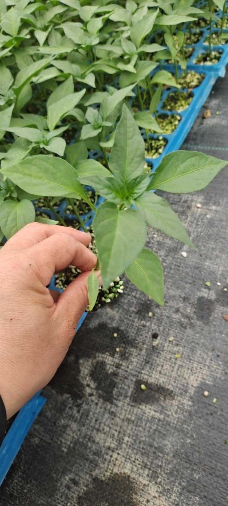黄线椒苗