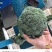 【推荐】千亩西兰花美青，品质保障西兰花大量供应基地直发