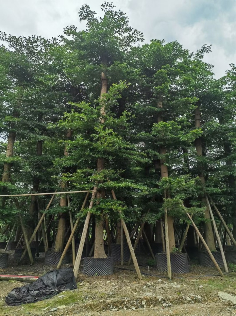 小叶榄仁树15～25公分基地直销规格齐全欢迎老板来电