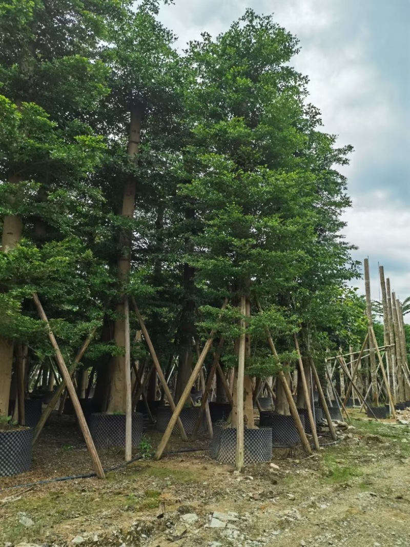 小叶榄仁树15～25公分基地直销规格齐全欢迎老板来电