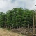 小叶榄仁树15～25公分基地直销规格齐全欢迎老板来电