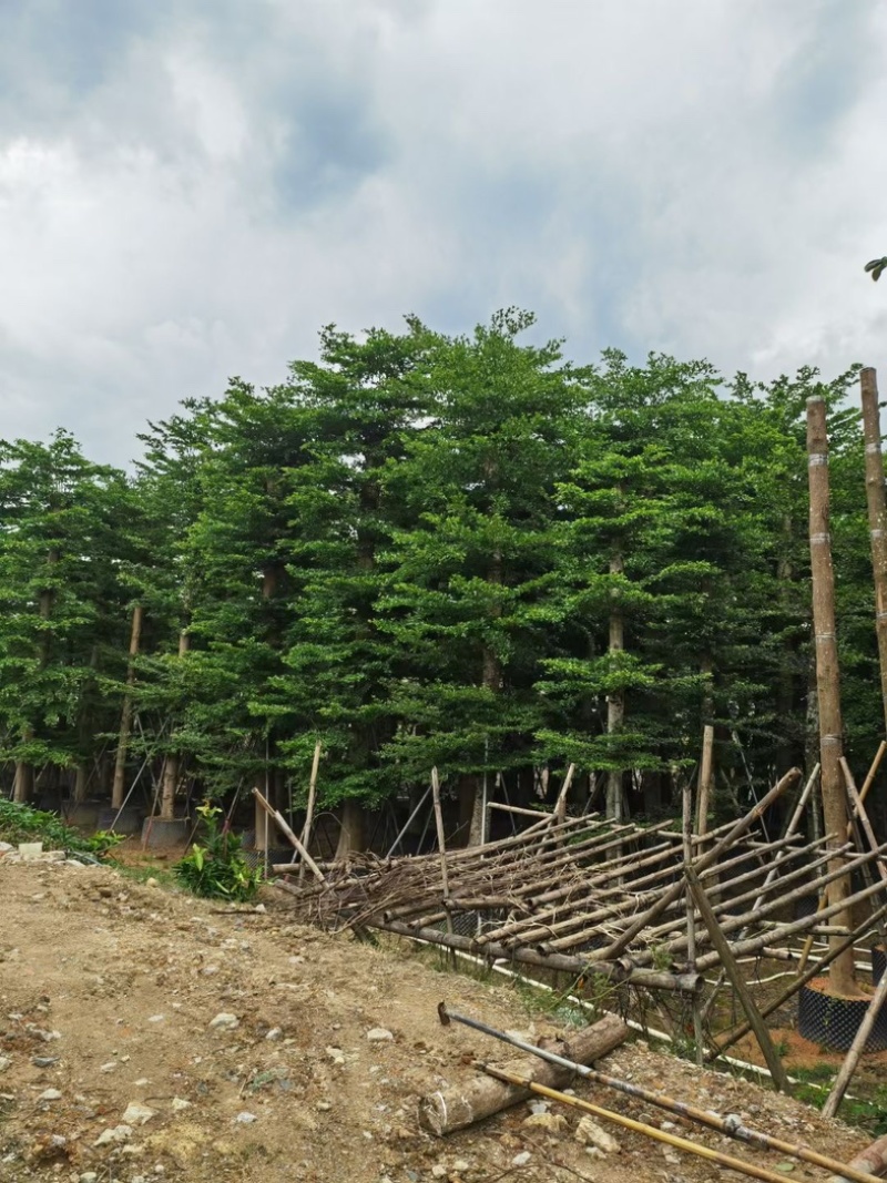 小叶榄仁树15～25公分基地直销规格齐全欢迎老板来电