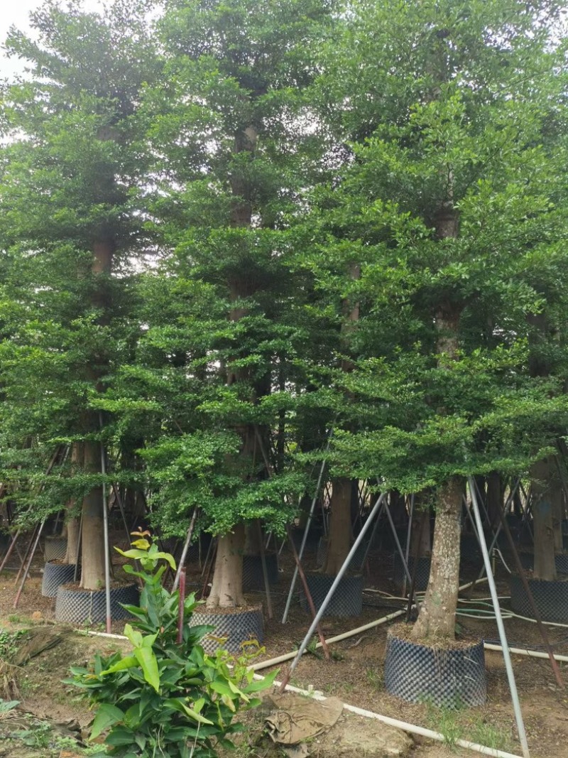 小叶榄仁树15～25公分基地直销规格齐全欢迎老板来电