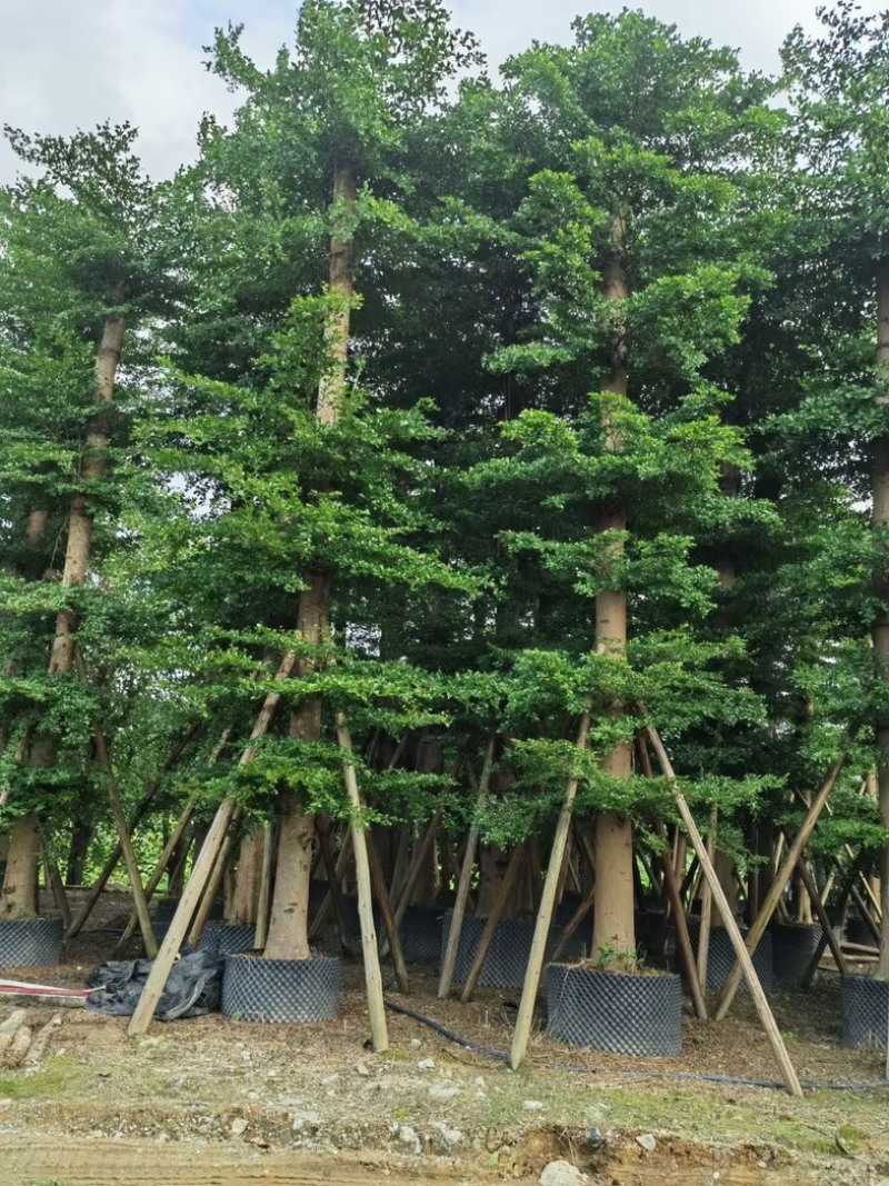 小叶榄仁树15～25公分基地直销规格齐全欢迎老板来电