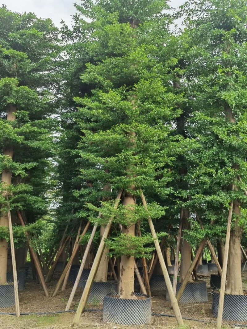 小叶榄仁树15～25公分基地直销规格齐全欢迎老板来电