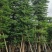 小叶榄仁树15～25公分基地直销规格齐全欢迎老板来电