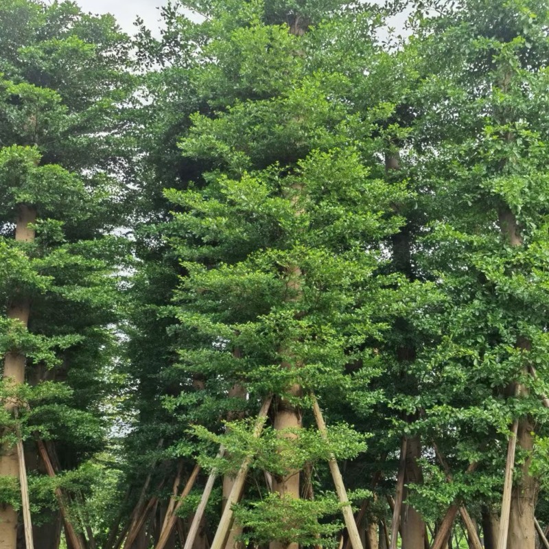 小叶榄仁树15～25公分基地直销规格齐全欢迎老板来电