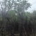 蓝花楹树12～15公分基地直销规格齐全欢迎老板来电