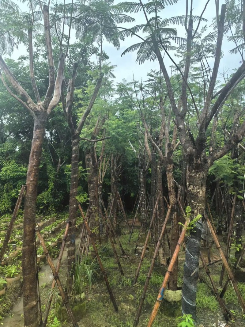 蓝花楹树12～15公分基地直销规格齐全欢迎老板来电