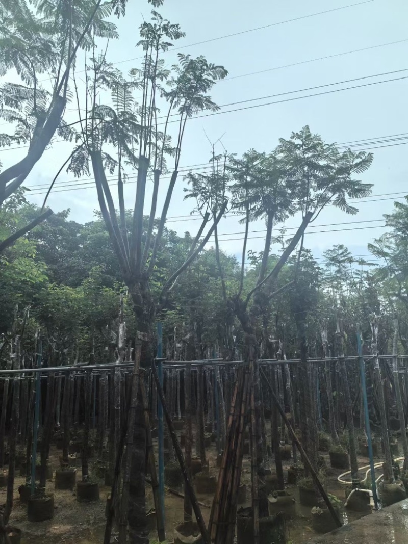 蓝花楹树12～15公分基地直销规格齐全欢迎老板来电