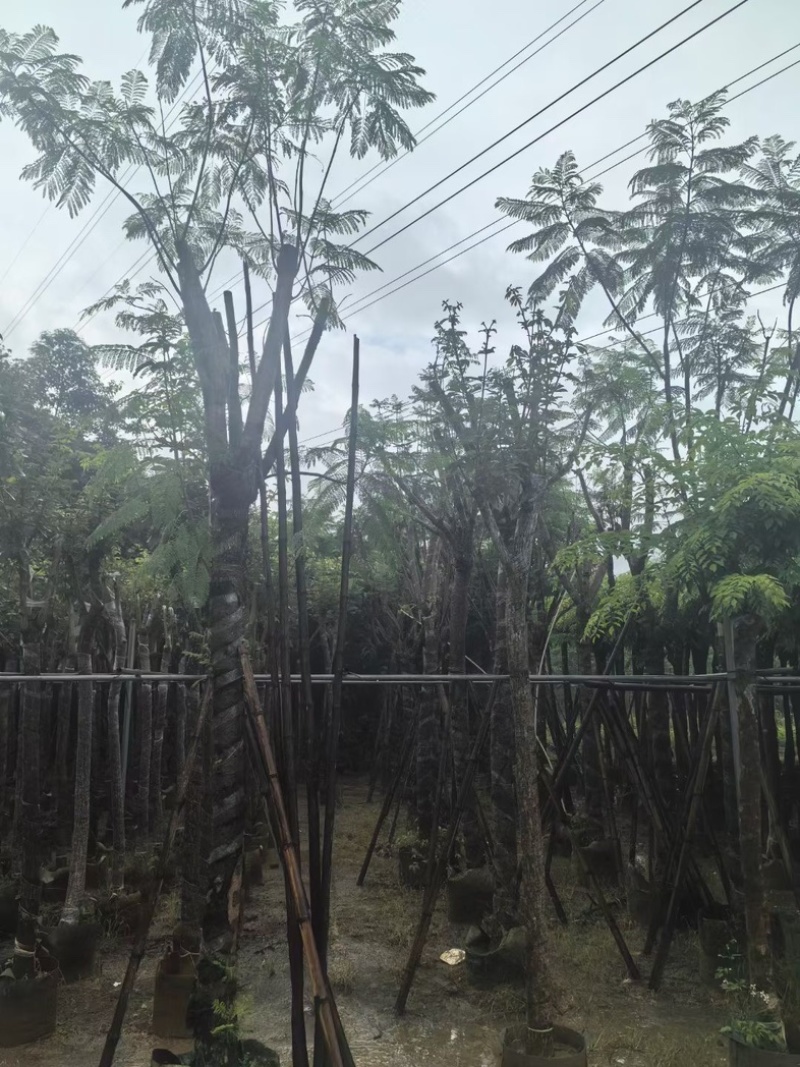 蓝花楹树12～15公分基地直销规格齐全欢迎老板来电