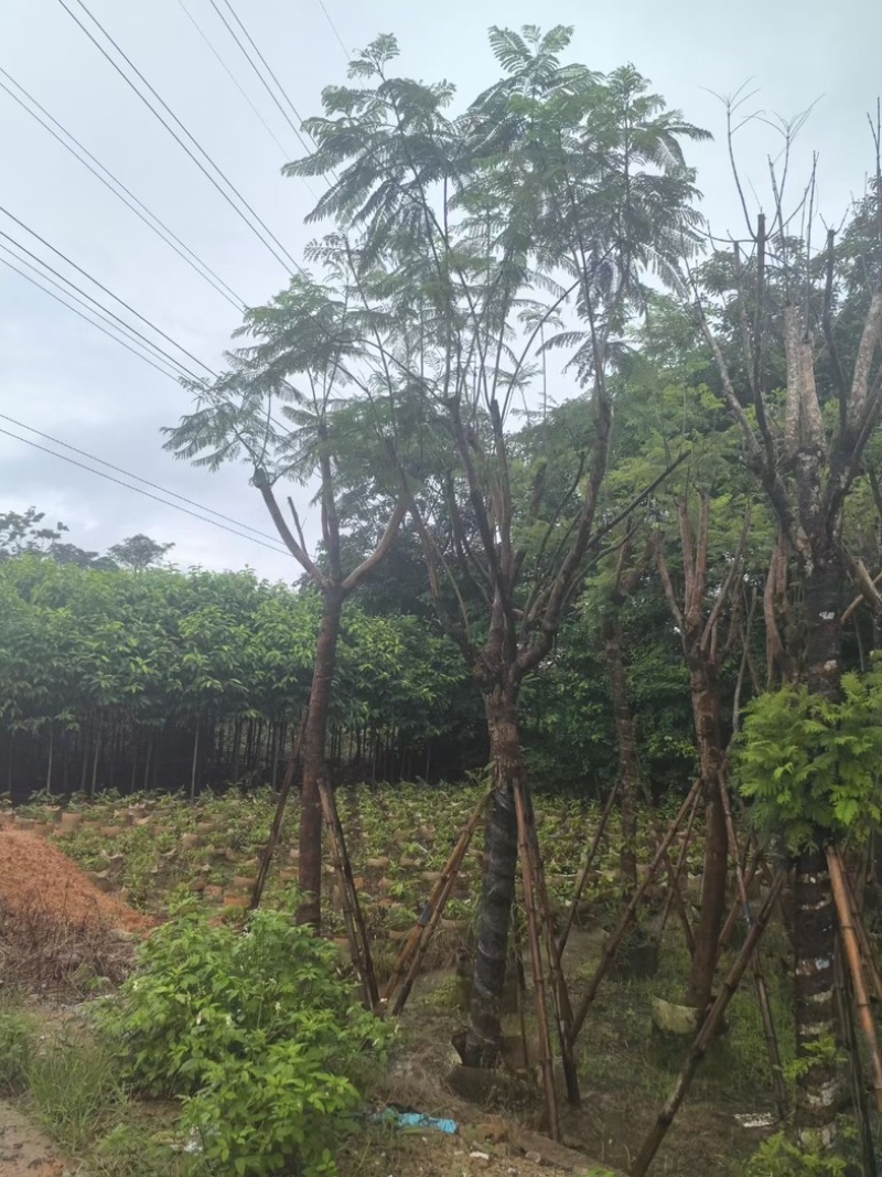 蓝花楹树12～15公分基地直销规格齐全欢迎老板来电
