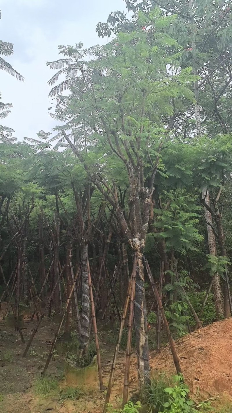 蓝花楹树12～15公分基地直销规格齐全欢迎老板来电