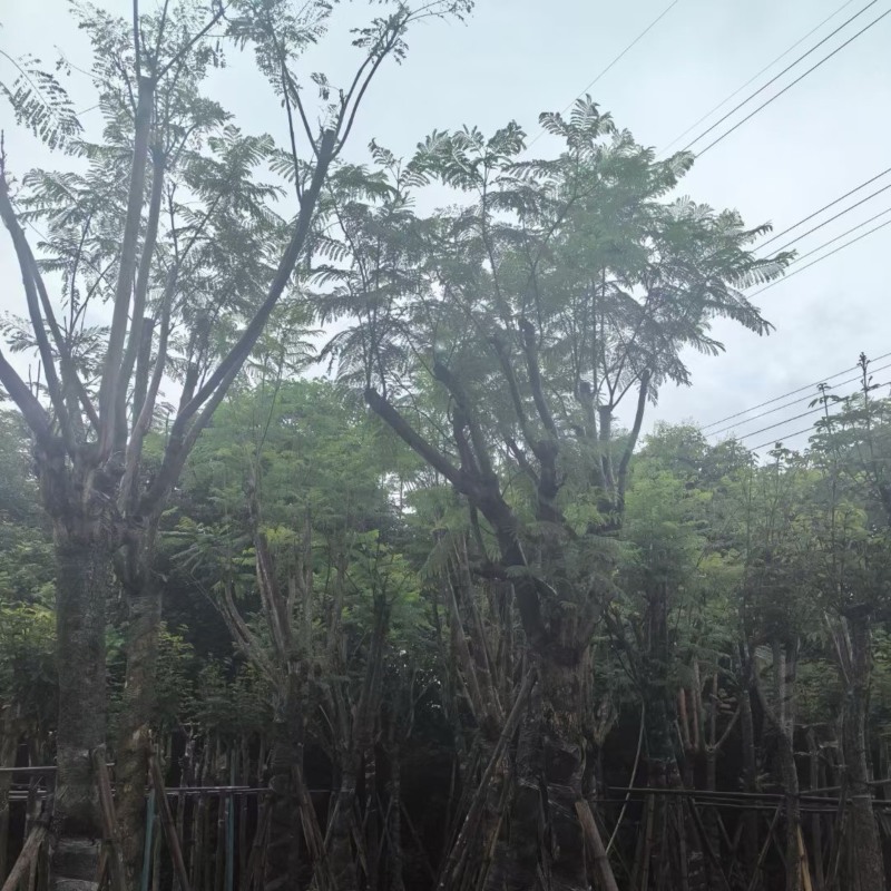 蓝花楹树12～15公分基地直销规格齐全欢迎老板来电