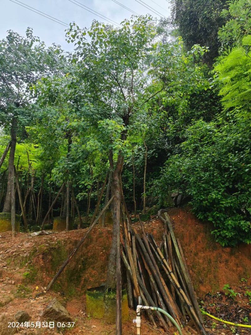 乌桕树10～12公分基地直销规格齐全欢迎老板来电咨询