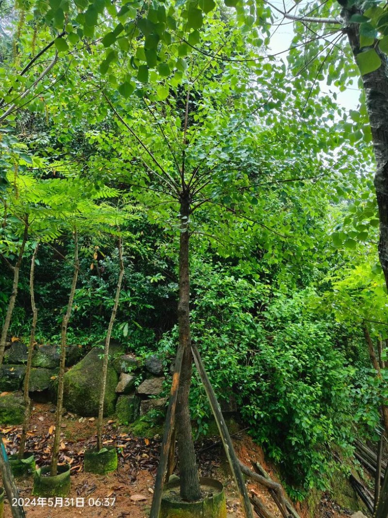乌桕树10～12公分基地直销规格齐全欢迎老板来电咨询