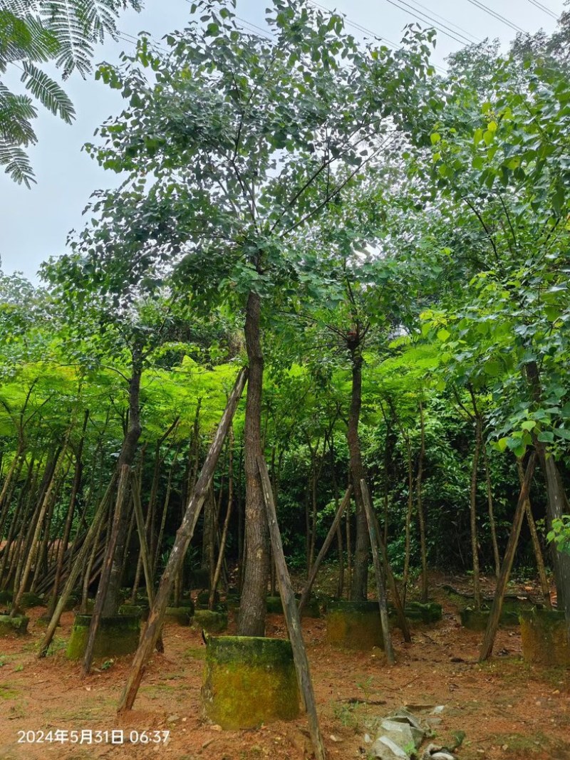 乌桕树10～12公分基地直销规格齐全欢迎老板来电咨询