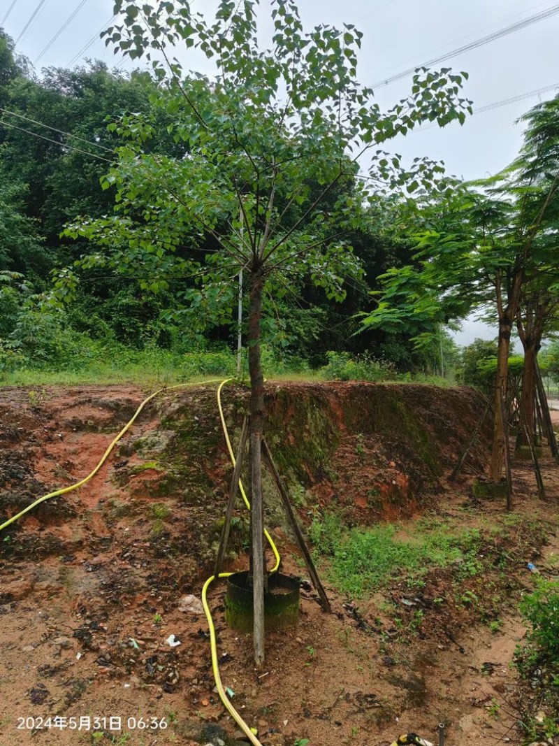 乌桕树10～12公分基地直销规格齐全欢迎老板来电咨询