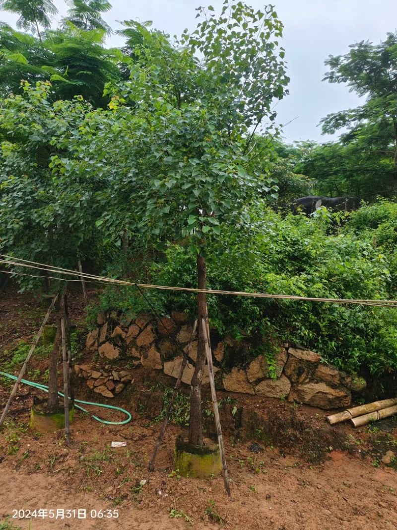 乌桕树10～12公分基地直销规格齐全欢迎老板来电咨询