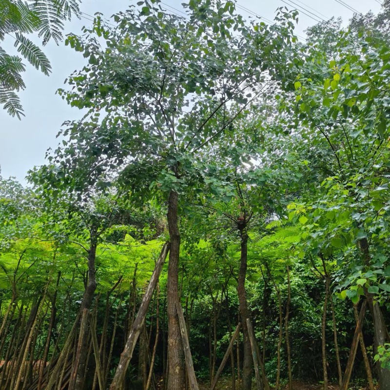 乌桕树10～12公分基地直销规格齐全欢迎老板来电咨询
