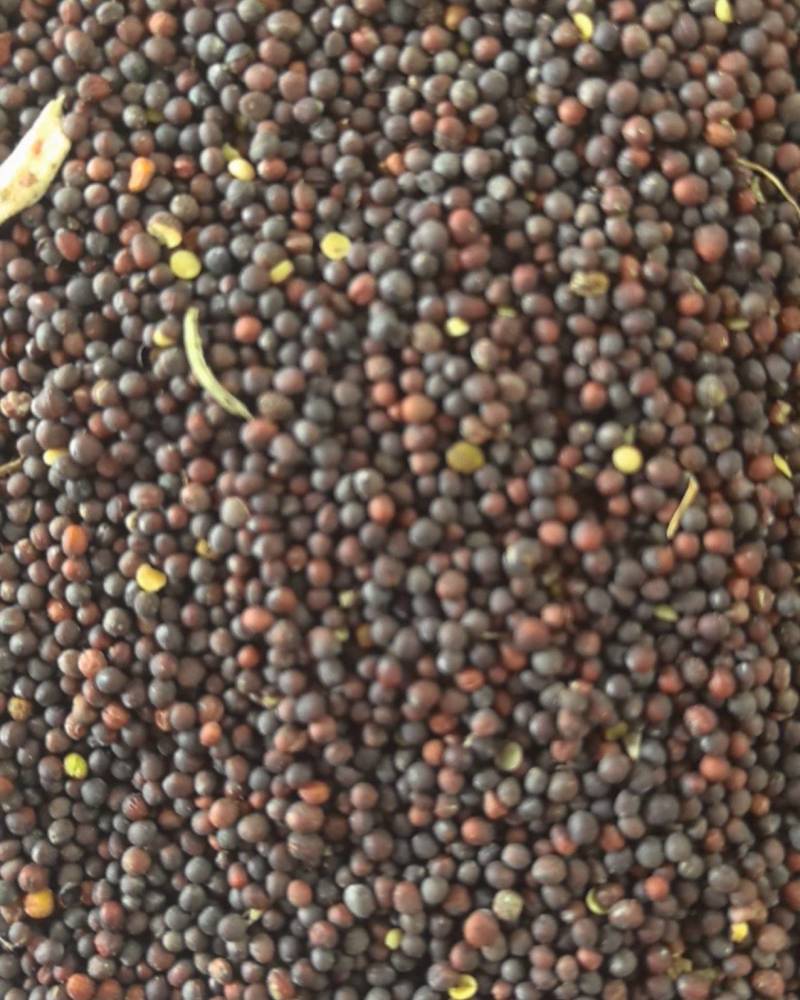 油菜籽