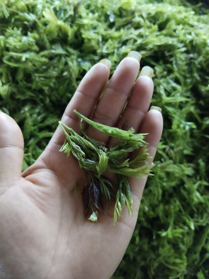 我这是湖南省张家界市永定区罗塔坪莓茶发源地，一手货源。