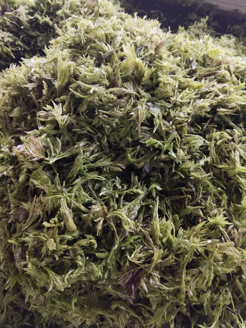 我这是湖南省张家界市永定区罗塔坪莓茶发源地，一手货源。