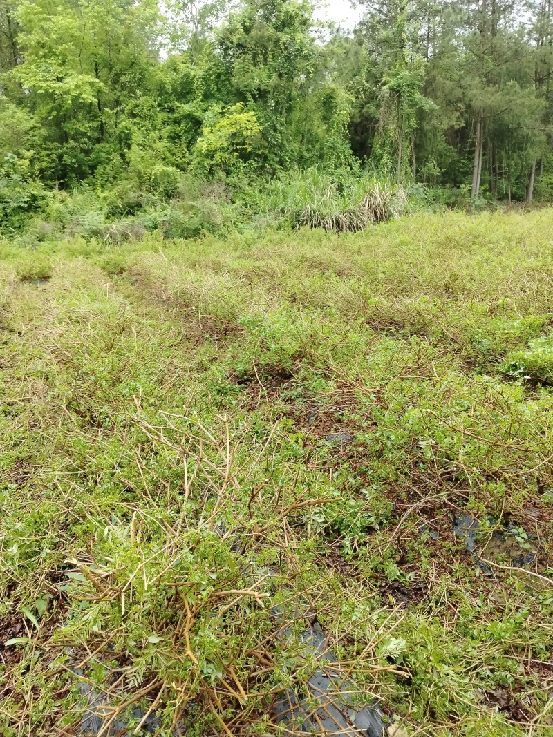 我这是湖南省张家界市永定区罗塔坪莓茶发源地，一手货源。