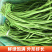 湖北新鲜长豆角青条豆角缸豆支持泡水加冰打冷